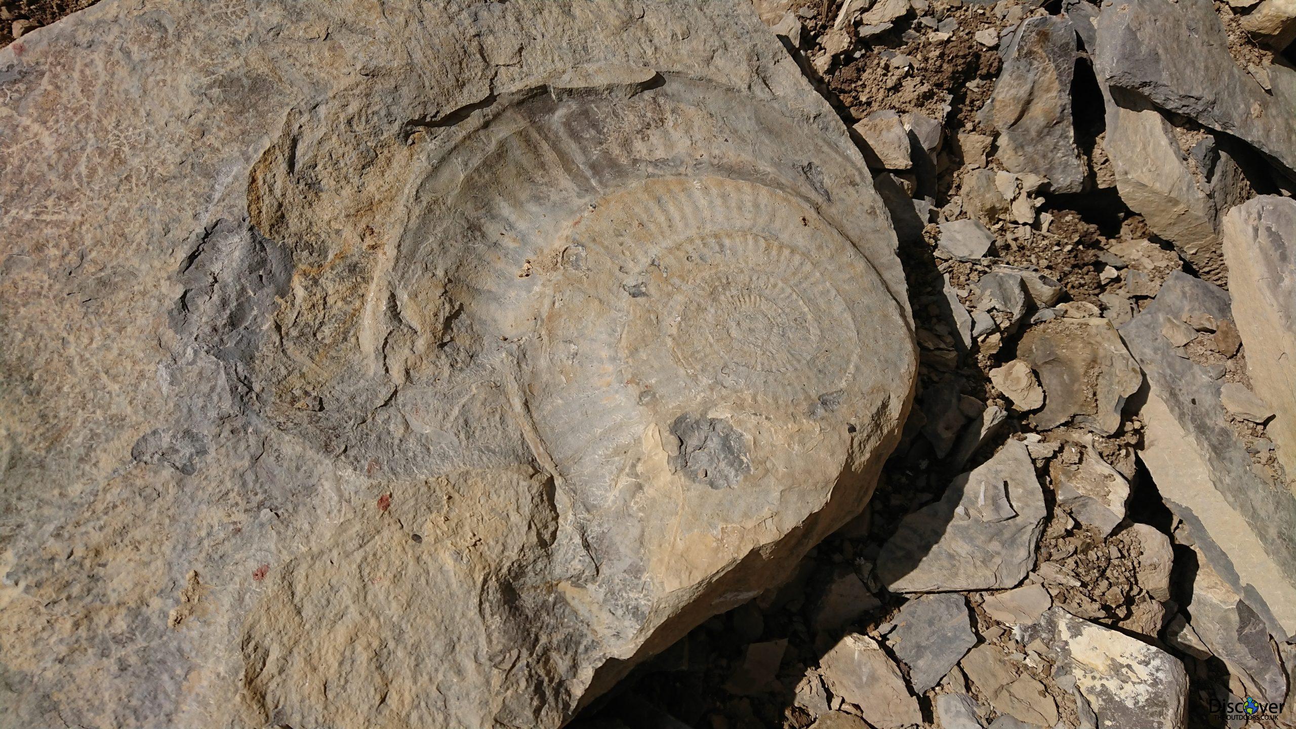 Top eight beaches for fossil hunting Discover the outdoors