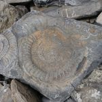 Top Eight Beaches for Fossil Hunting