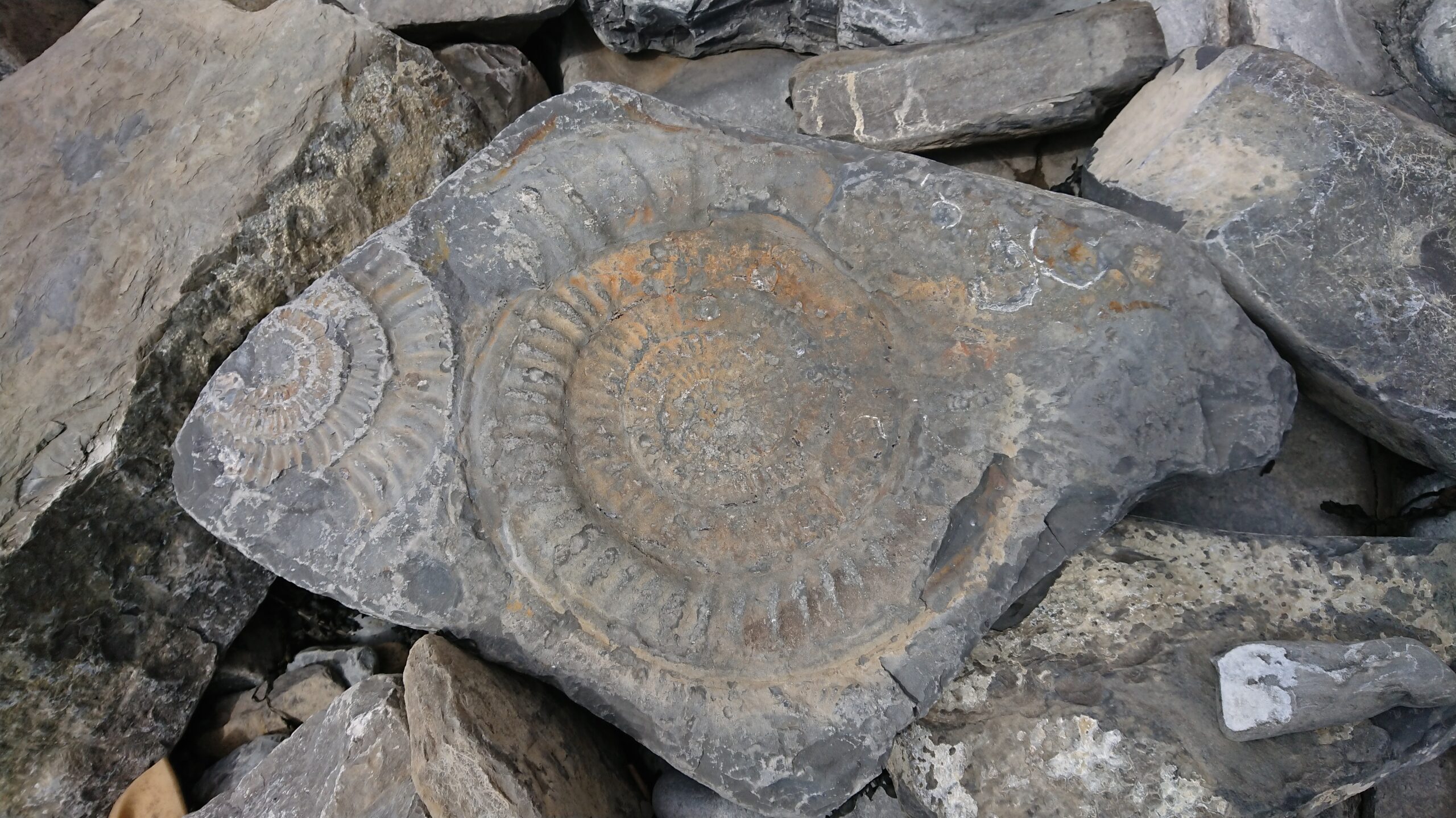 Top Eight Beaches for Fossil Hunting - Discover The Outdoors