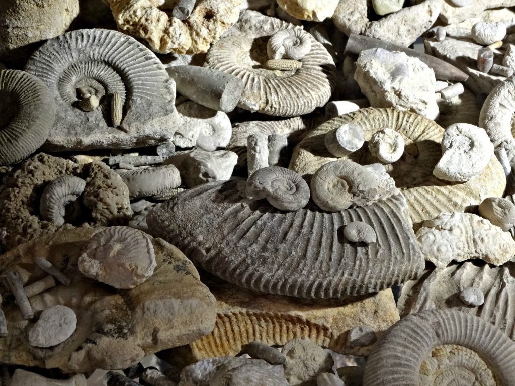 Lots of Fossils