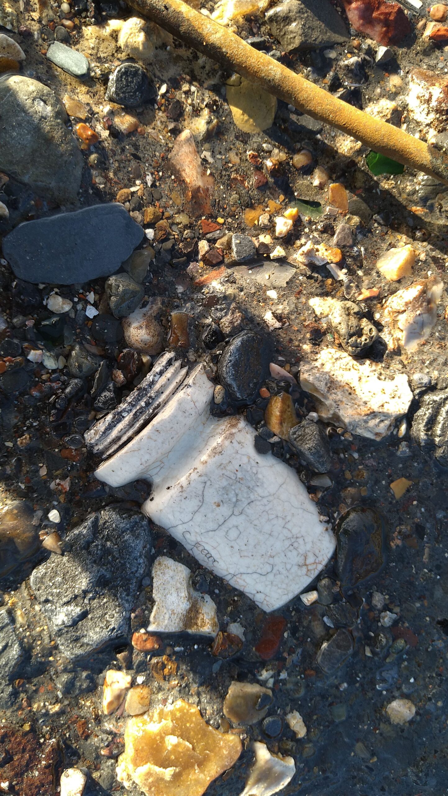 beachcombing finds (134)