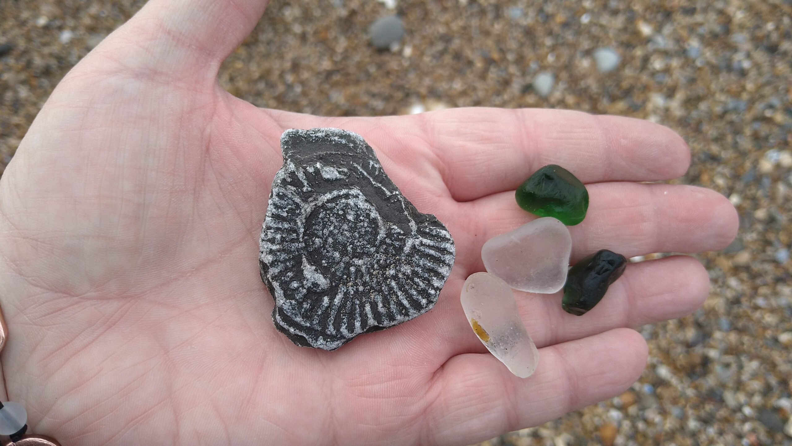 beachcombing finds (46)