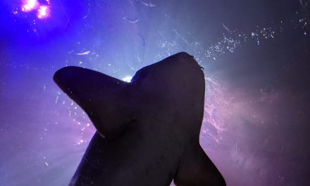 Sea Life Blackpool