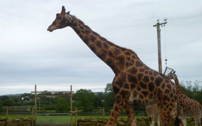 Folly Farm