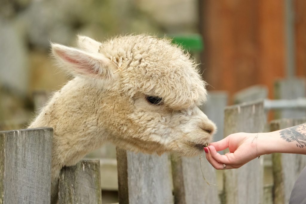 alpacas