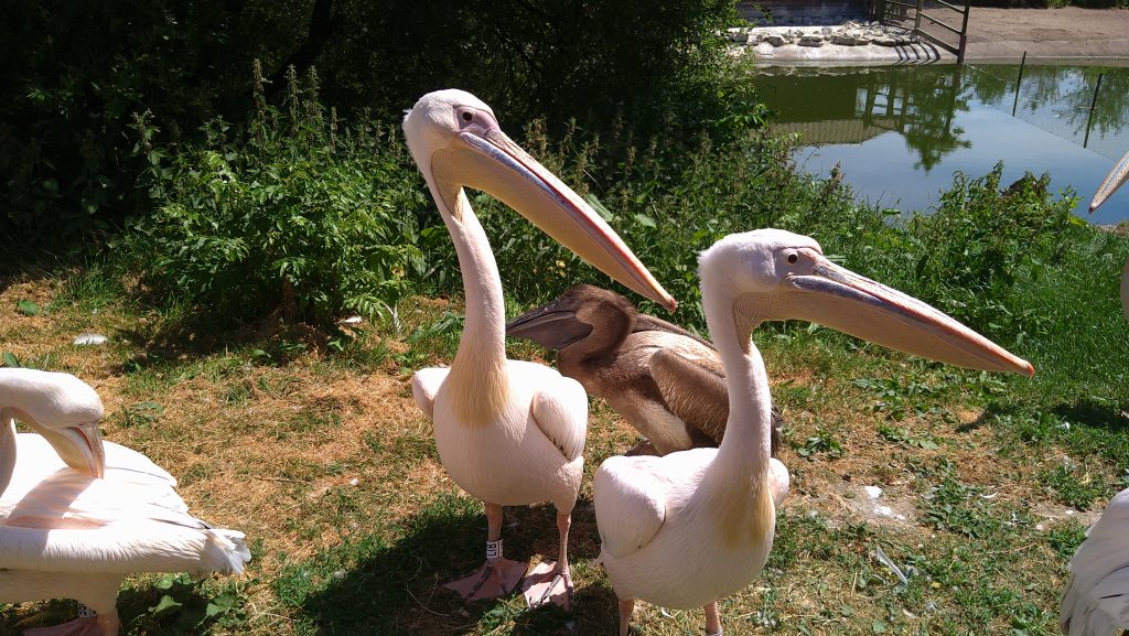 blackpool zoo