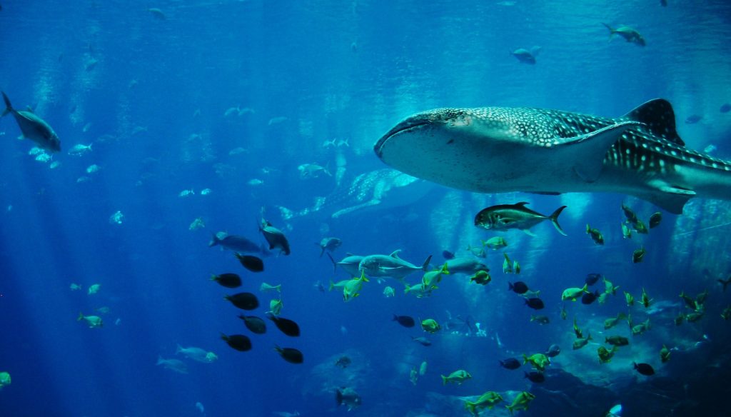 Shark In An Aquarium