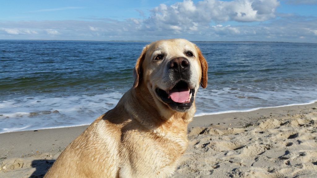 dog on the beach