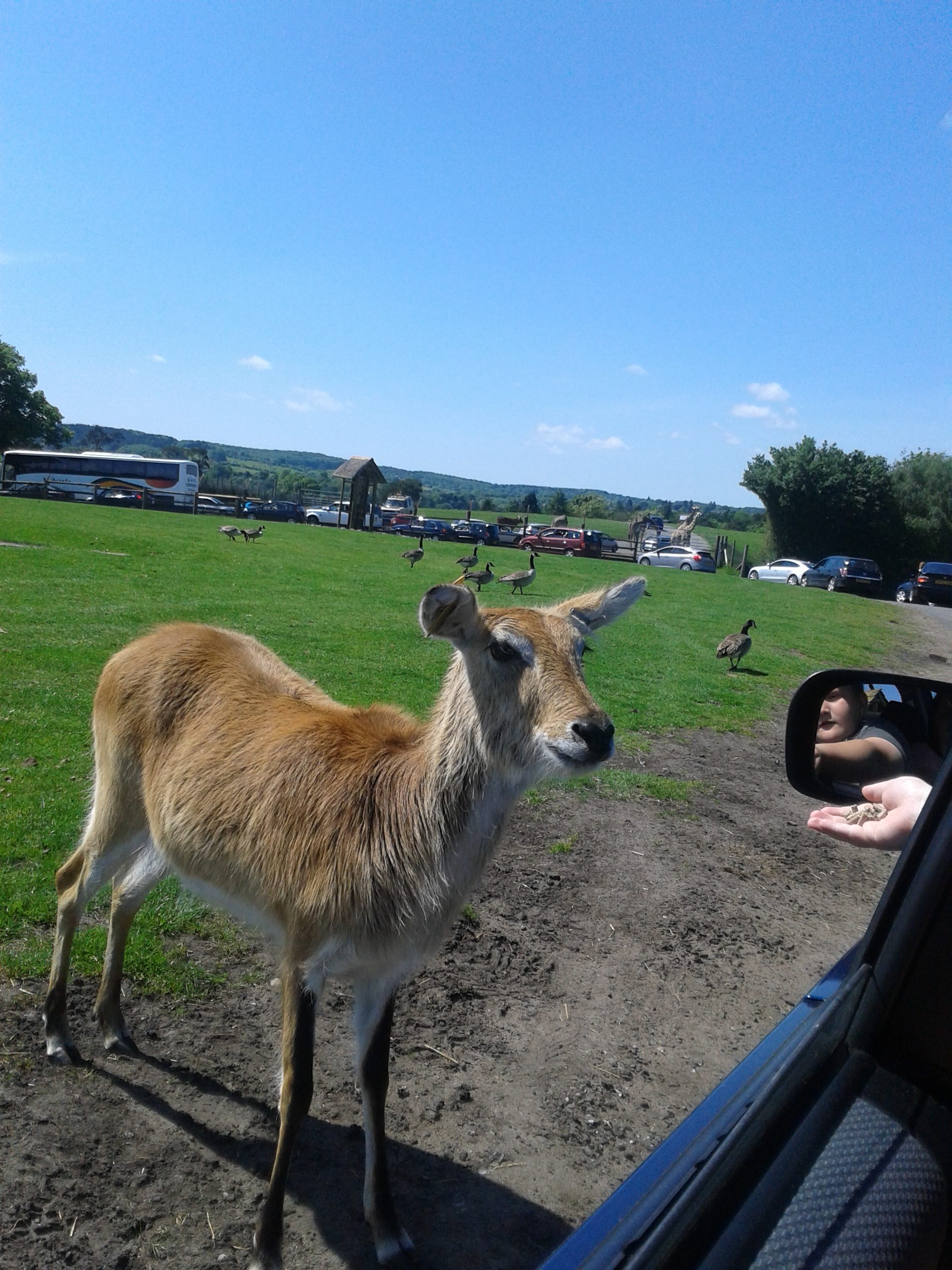 West Midlands Safari Park